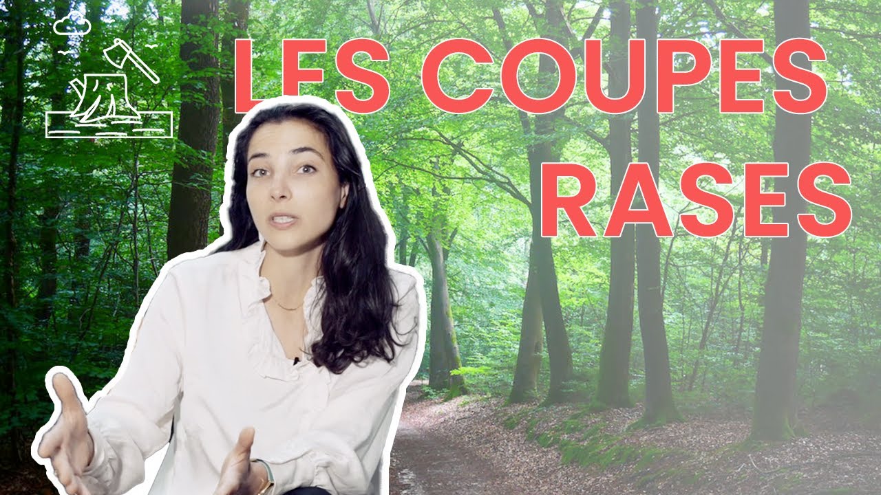 Les coupes rases