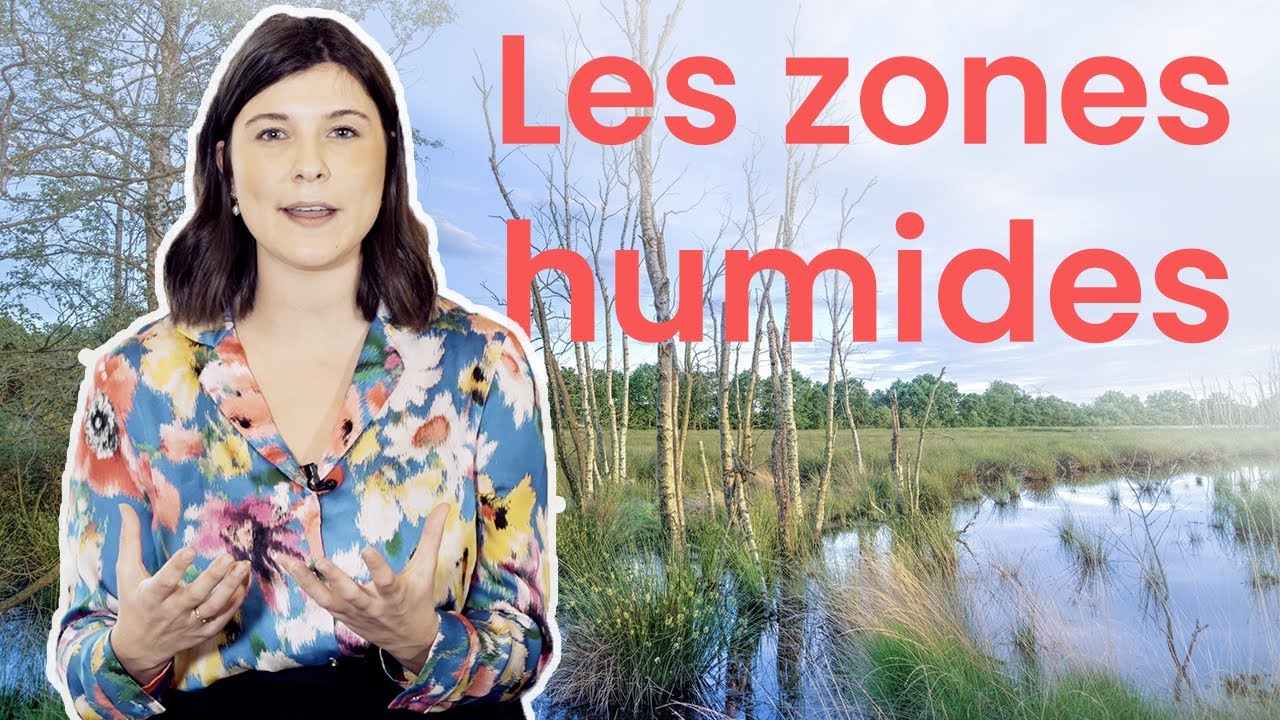 Les zones humides