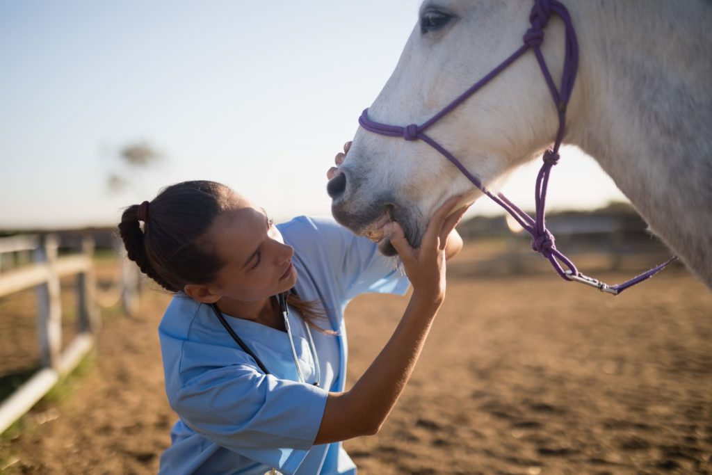 contrat vente cheval